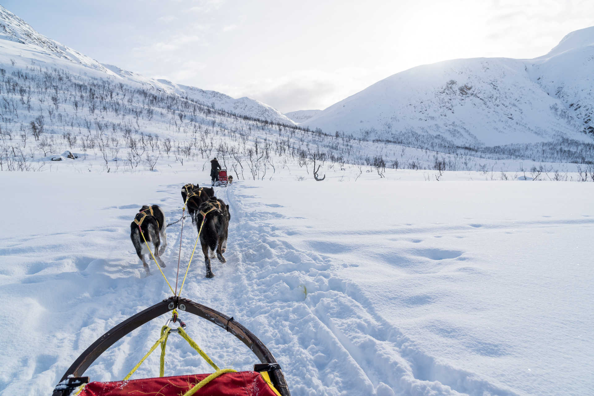 Norvège Tromsø chien de traîneau hiver