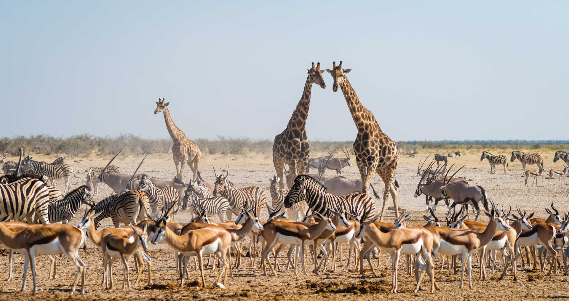 Observation animale en Namibie