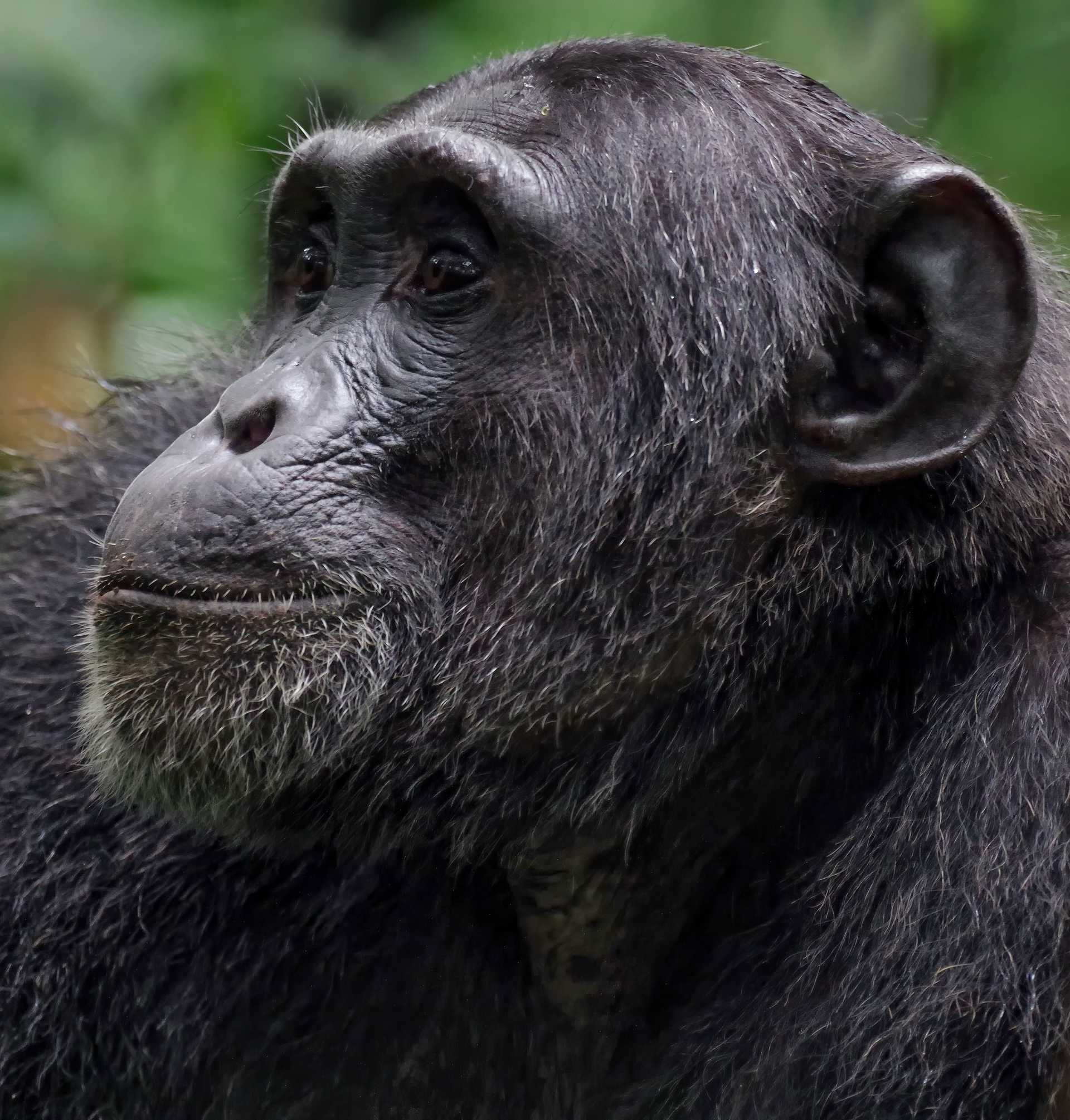  : Gorilles, chimpanzés et source du Nil