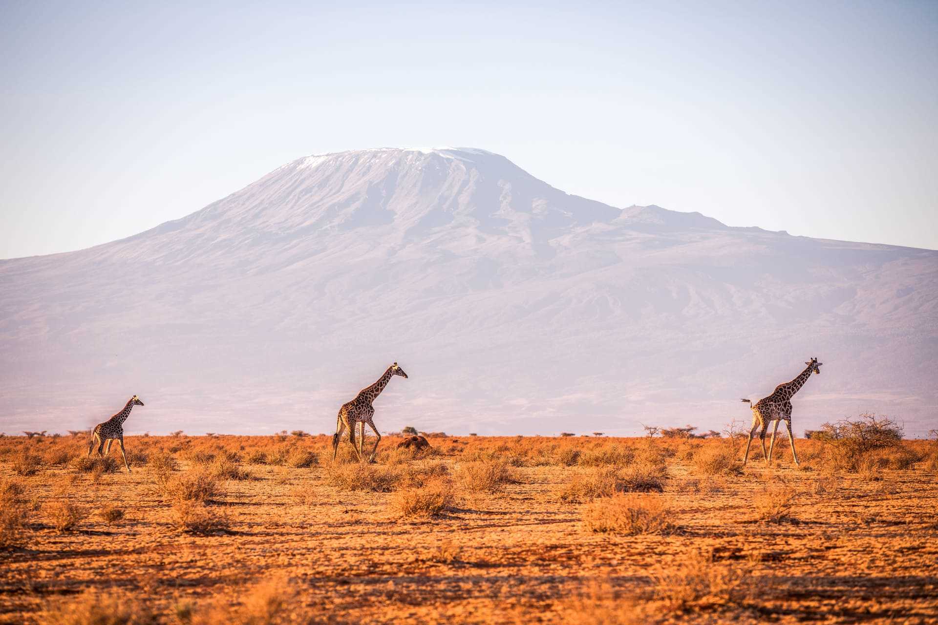 Observation des girafes devant le Ol Doinyo Lengaï en Tanzanie
