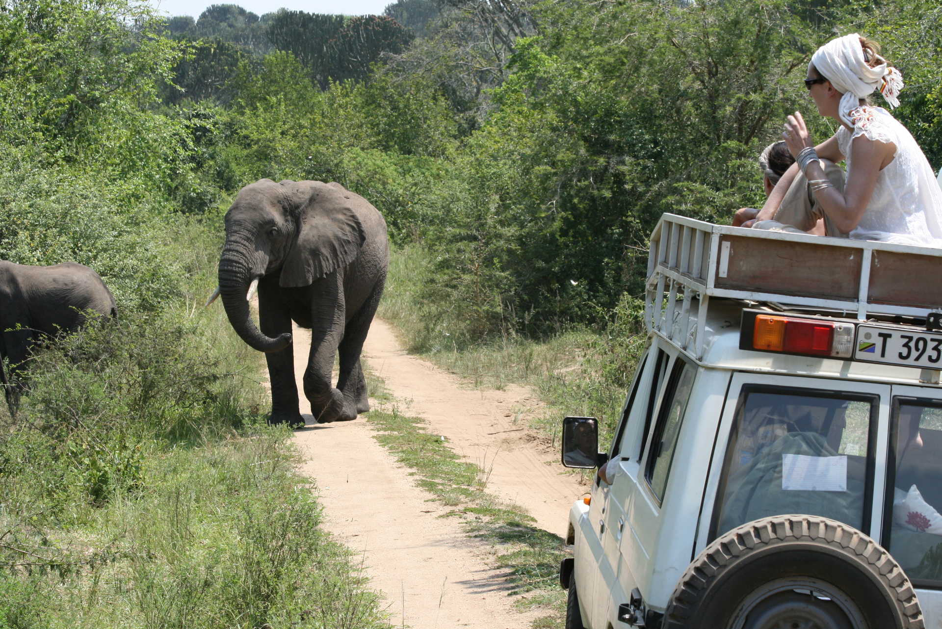 Observation d'un éléphant depuis le 4x4 en safari - © R. DURU Observation d'un éléphant depuis le 4x4 en safari