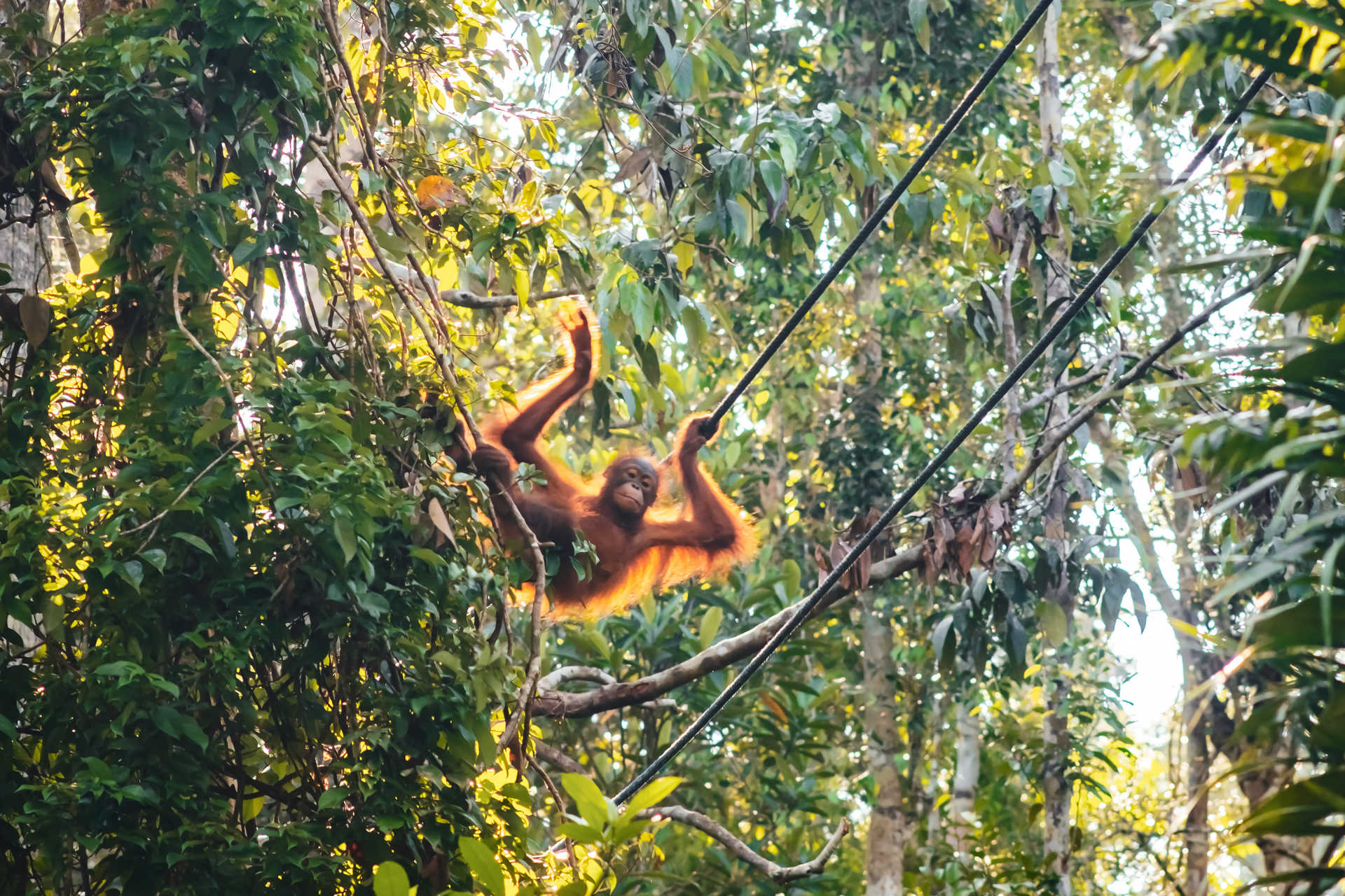 Orang-outan dans la réserve naturelle de Semenggoh  Borneo