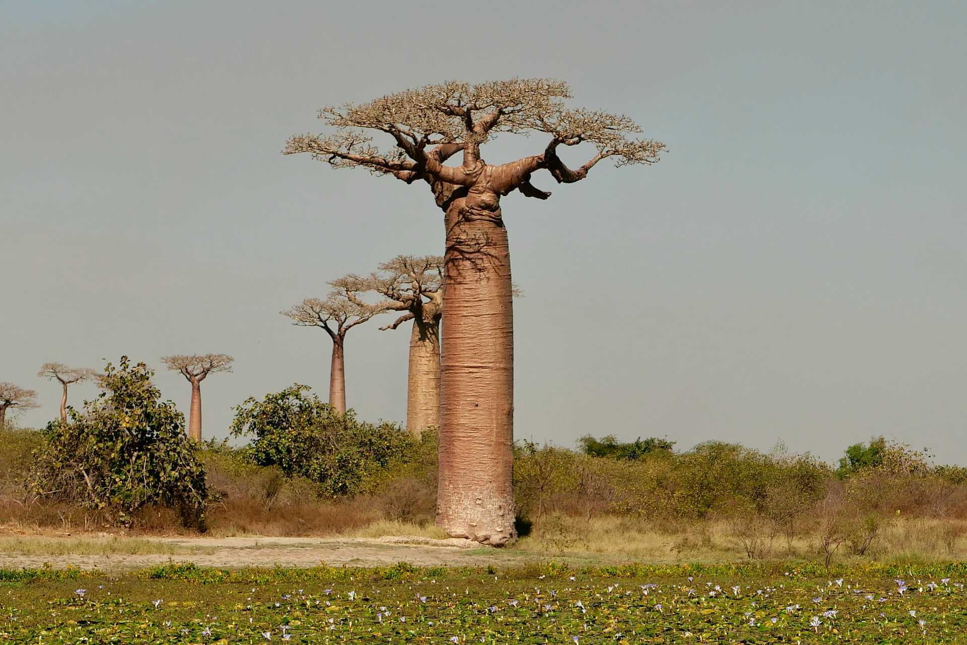 Ouest de Madagascar, vers l'Allée des Baobabs © Bilimale Husha Ouest de Madagascar, vers l'Allée des Baobabs
