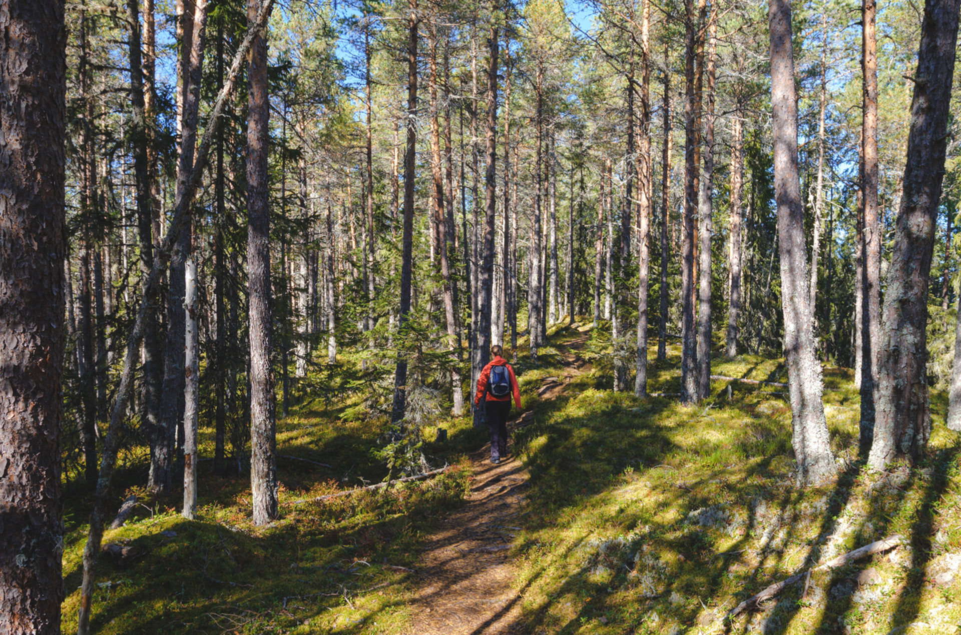 Parc national de Skuleskogens en Suede en ete