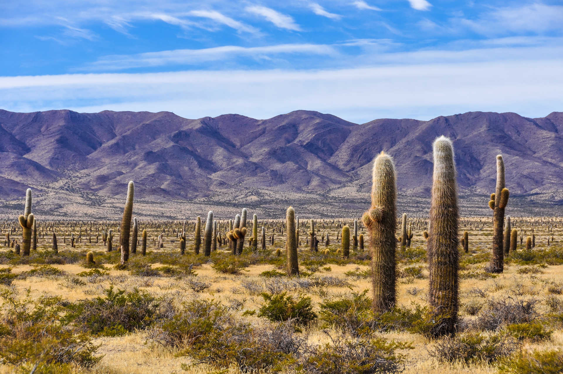 Parc National en Argentine