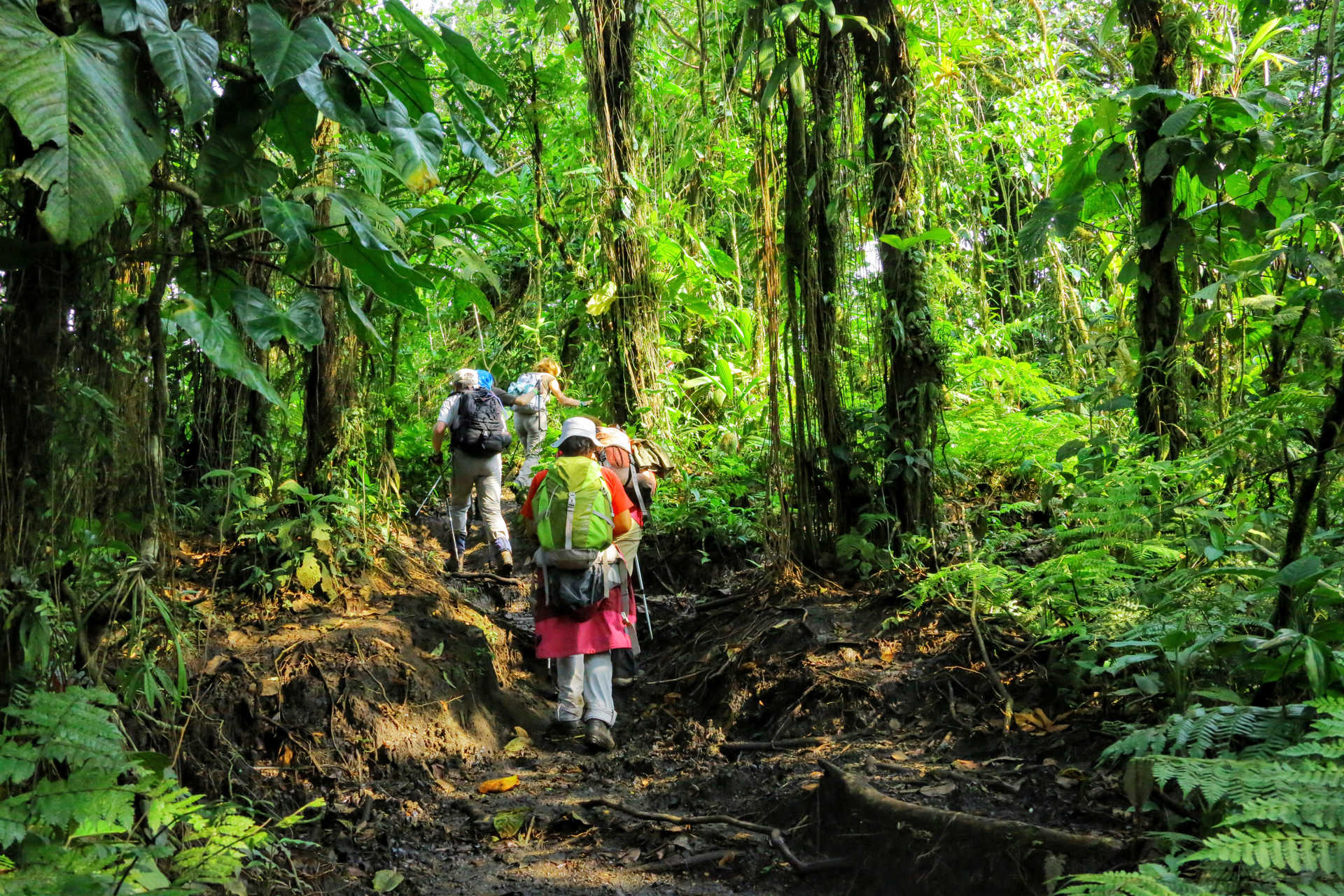 Petit groupe de randonneurs dans la forêt au Costa Rica