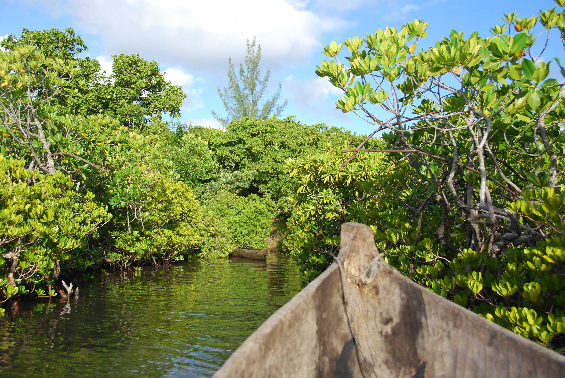 Pirogue dans les mangroves en Malaisie