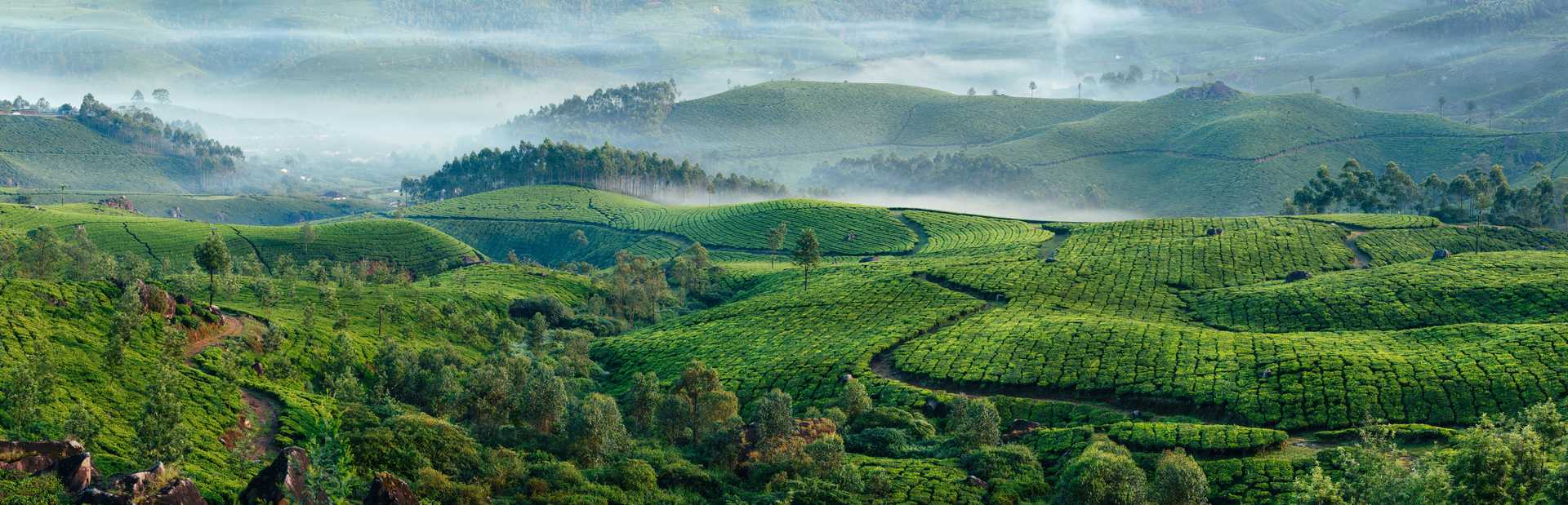 Plantations de thé à Munnar en Inde