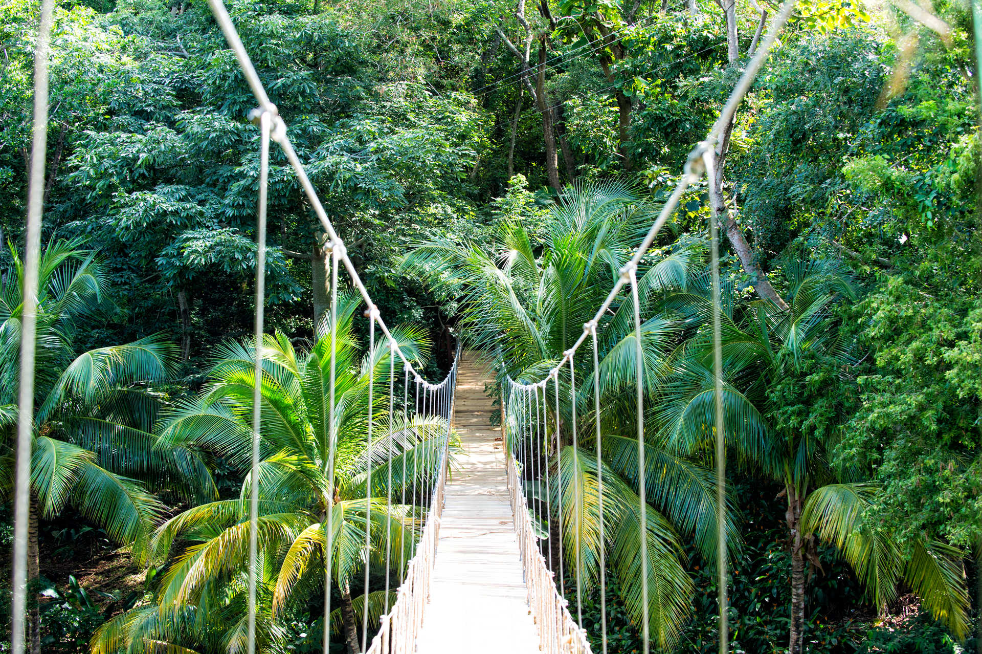 Pont de corde suspendu dans la jungle du Honduras
