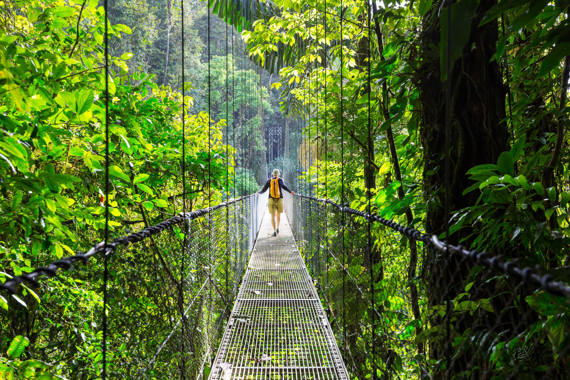Pont suspendu dans une forêt au Costa Rica