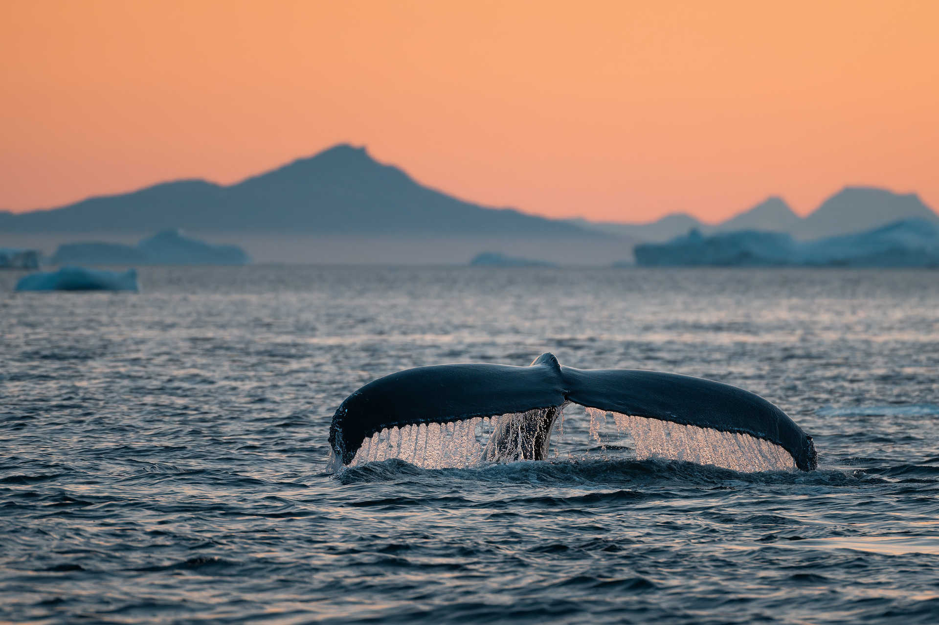 Queue d'une baleine à bosse dans la baie de Disko le fjord de glace d'Ilulissat durant minuit arctique du Groenland