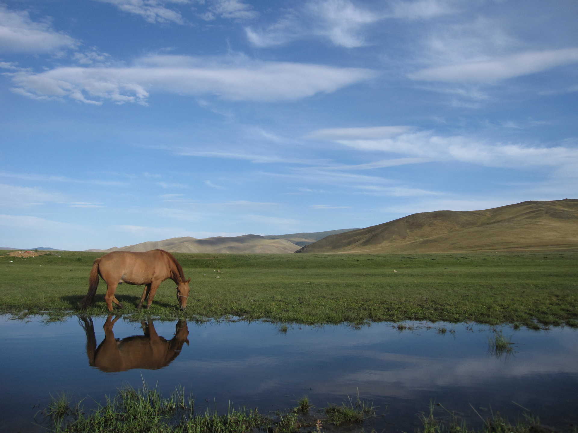 Randonnée à cheval en Mongolie - Steppe