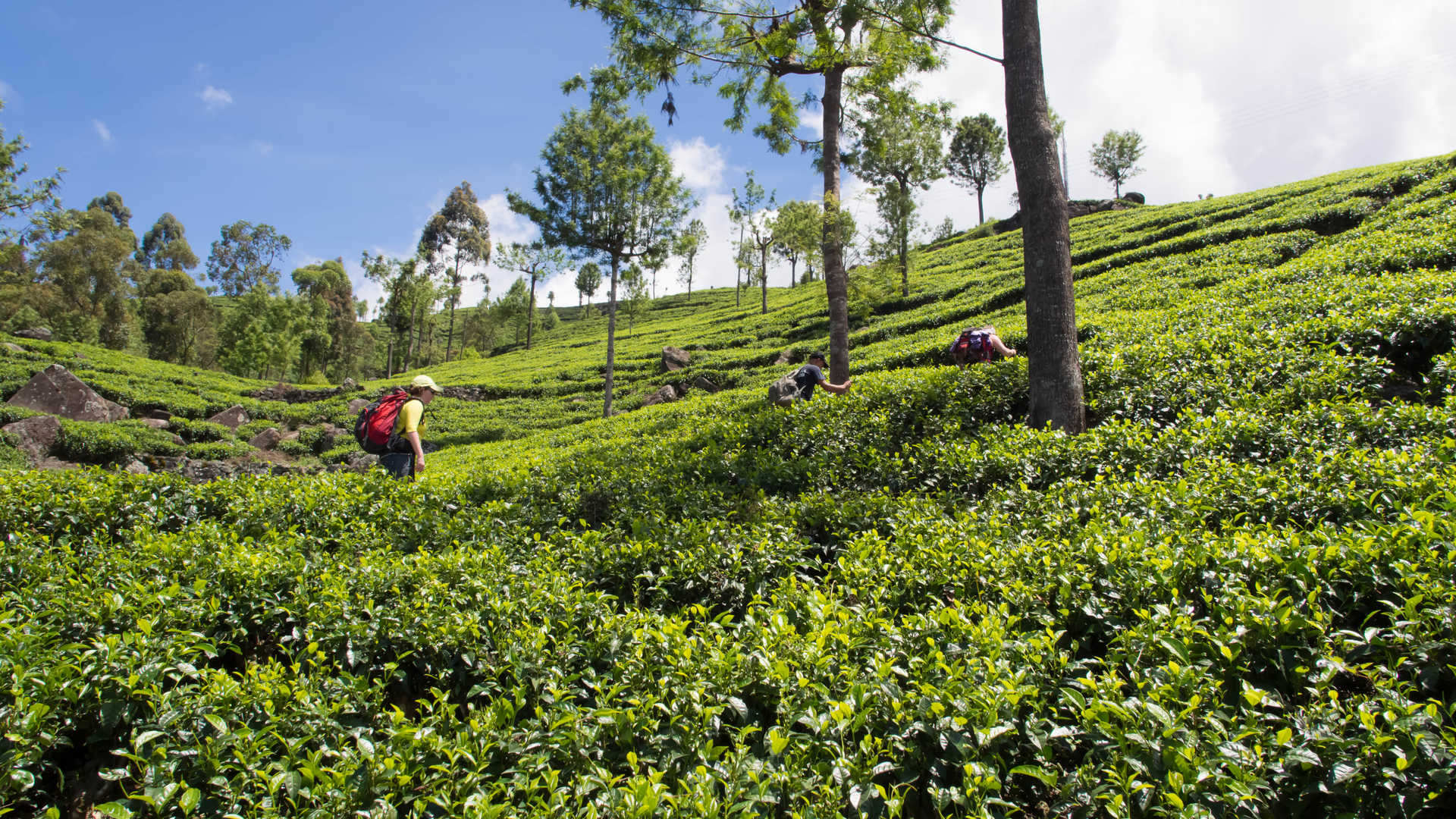 Voyage à pied : Sri Lanka : Trek des épices et du thé