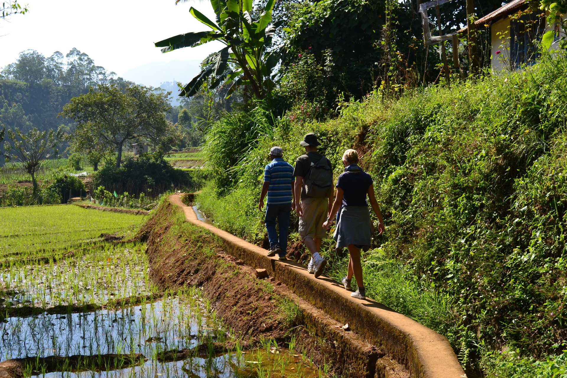 randonnée-dans-les-rizières-Sri-Lanka © A. PITIOT randonnée-dans-les-rizières-Sri-Lanka