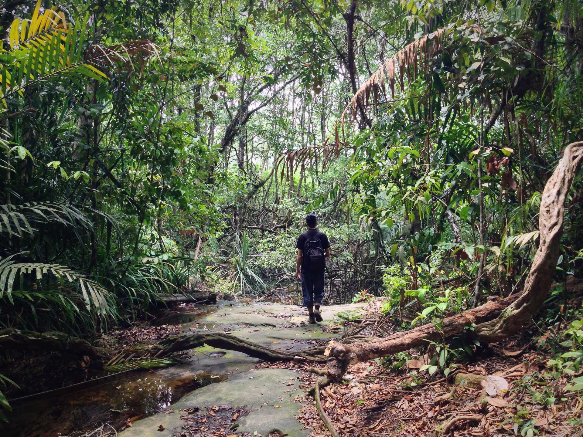 Randonneur dans la jungle de Bornéo en Malaisie
