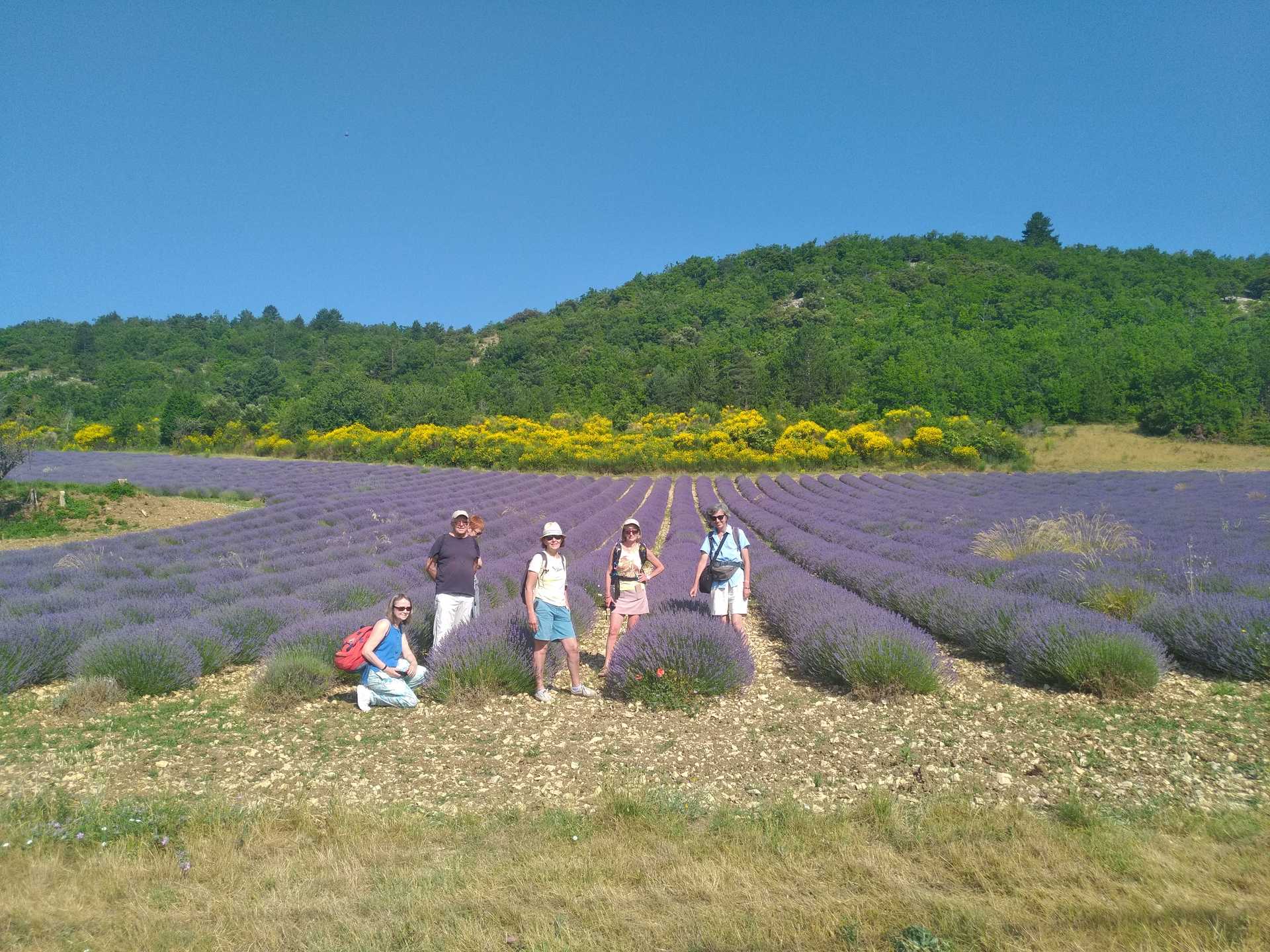 Randonneurs sur le chemin des lavandes en Provence - © Chemins Du Sud Randonneurs sur le chemin des lavandes en Provence