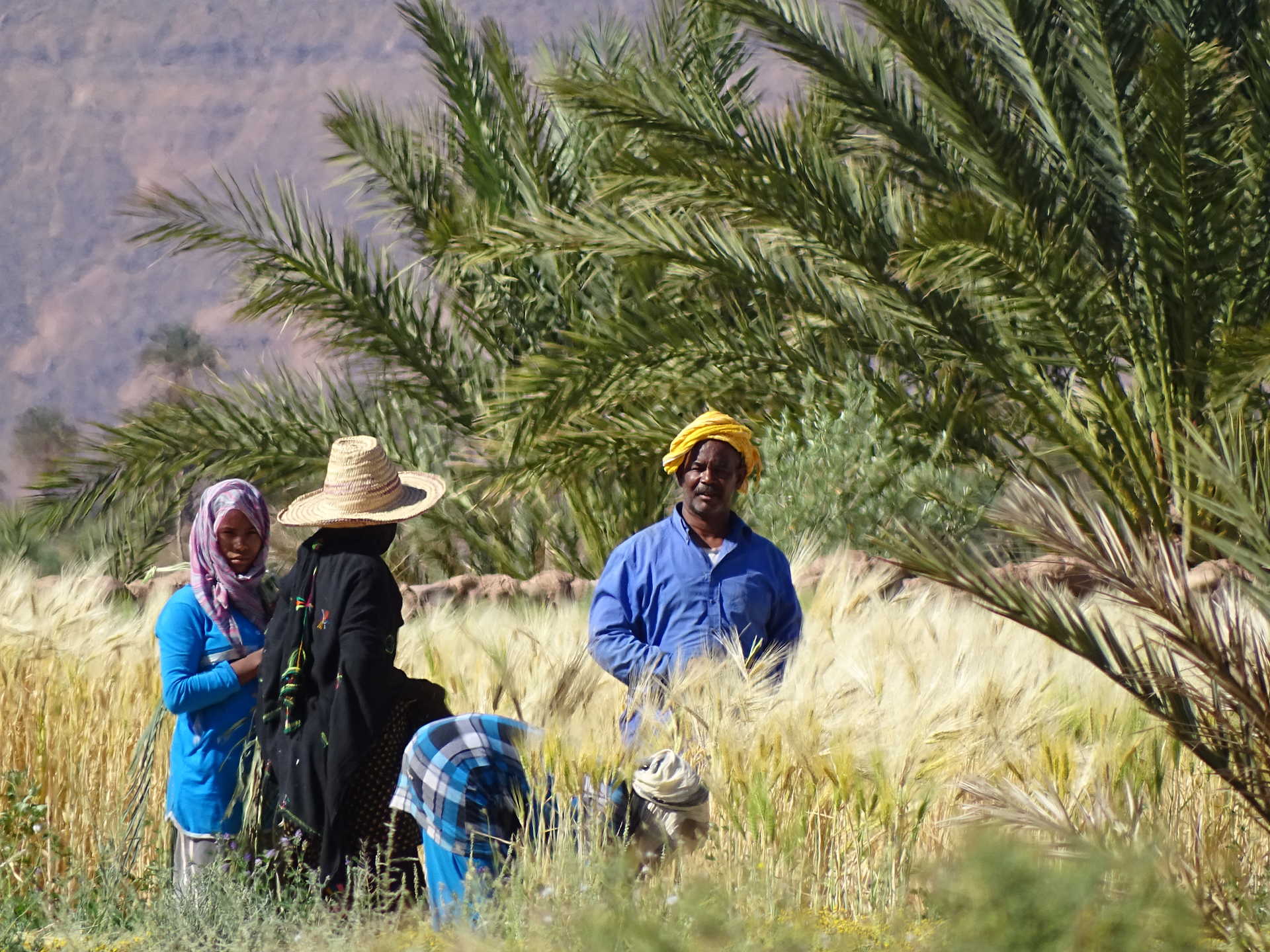 Récolte des dattes, Sud Maroc - © Jammet Mélanie Récolte des dattes, Sud Maroc