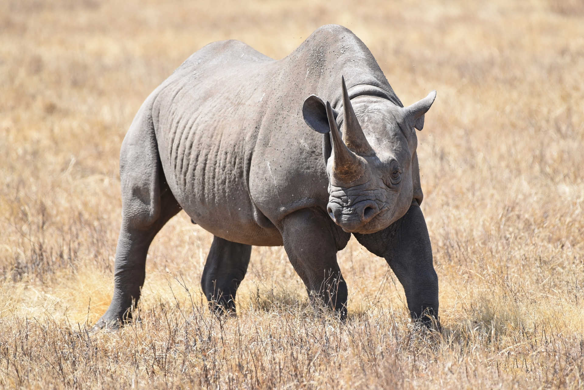 Rhinocéros  noir dans la savane en Tanzanie