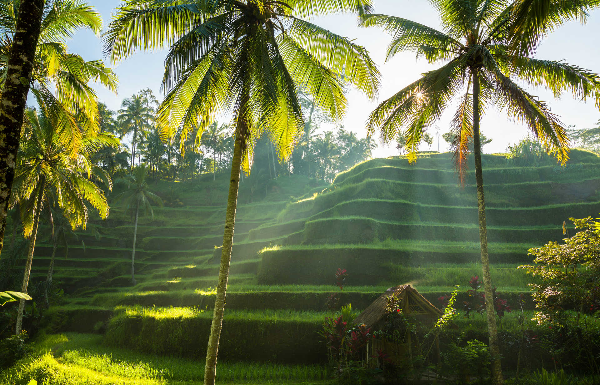 Riziere de Tegalaland a Bali