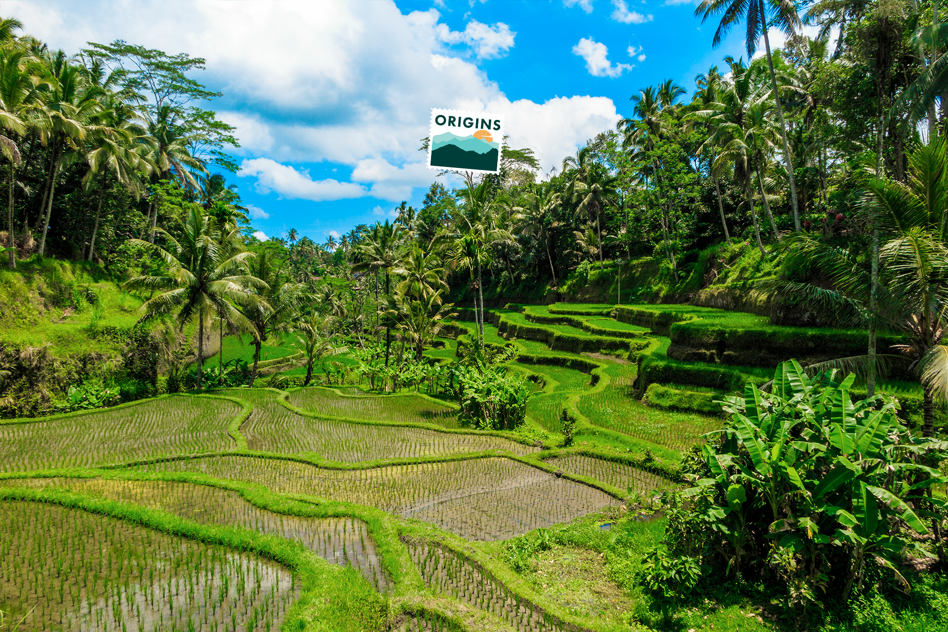 Rizières à Bali en Indonésie