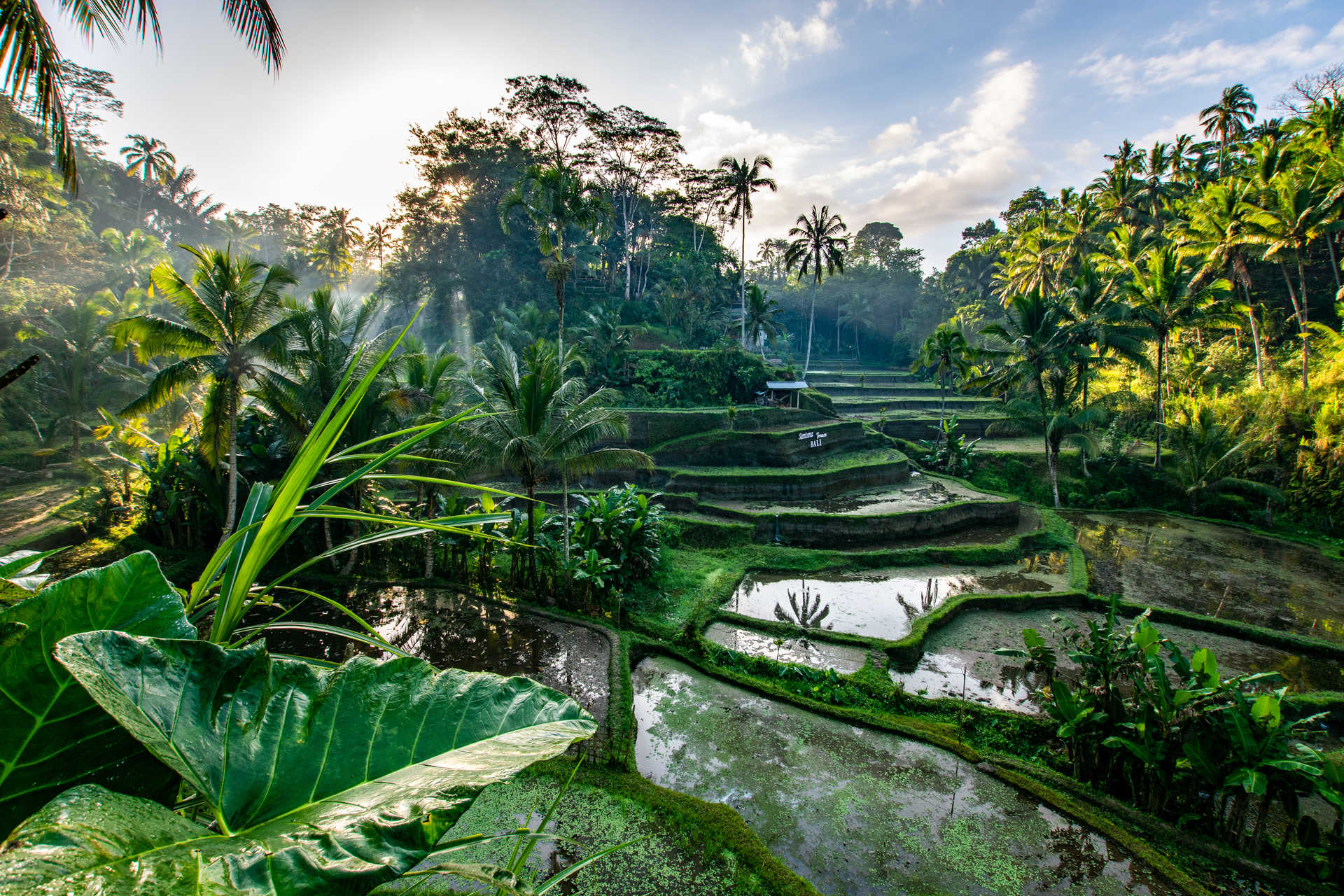 Rizières en terrasse à Ubud