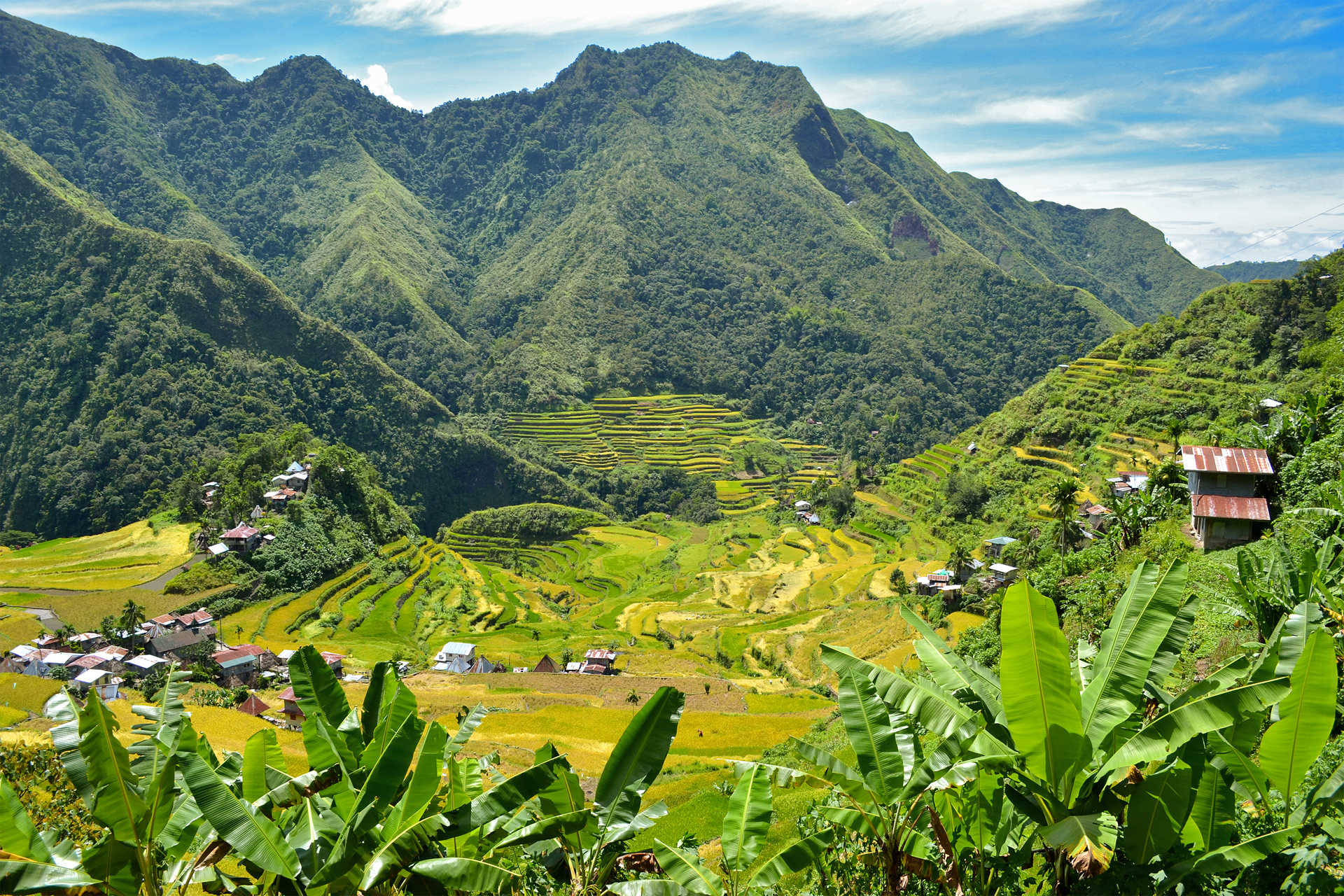 Rizières en terrasses à Batad dans la province d'Ifugao, Luzon, patrimoine mondial