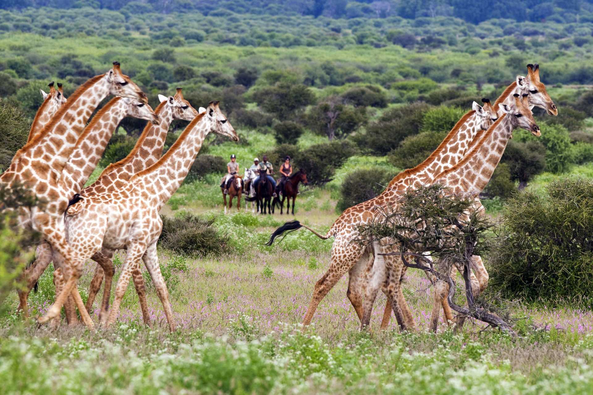Safari à cheval dans le Mashatu, girafes - © CHEVAL D'AVENTURE Safari à cheval dans le Mashatu