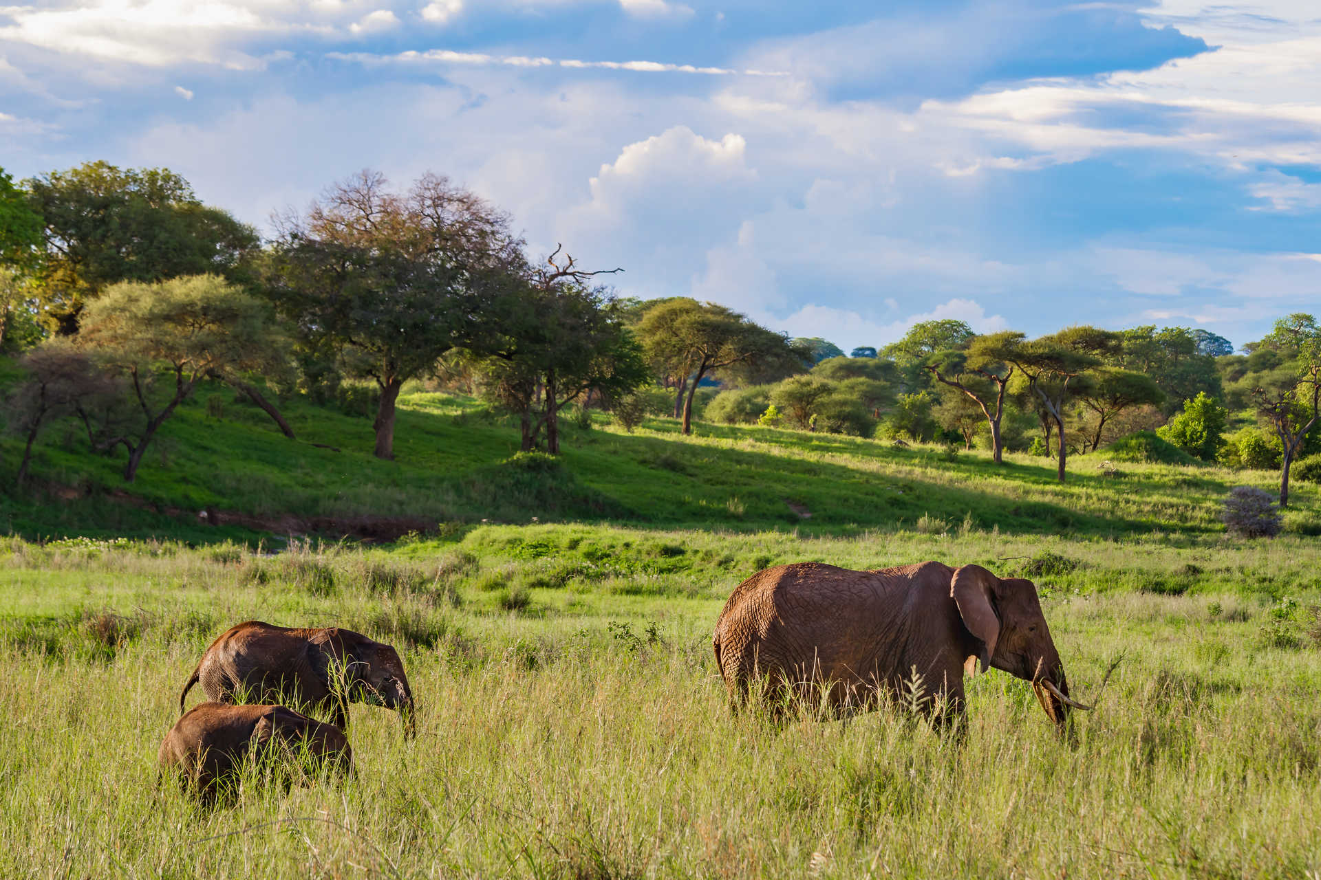 Safari avec éléphants dans le parc de Tarangire