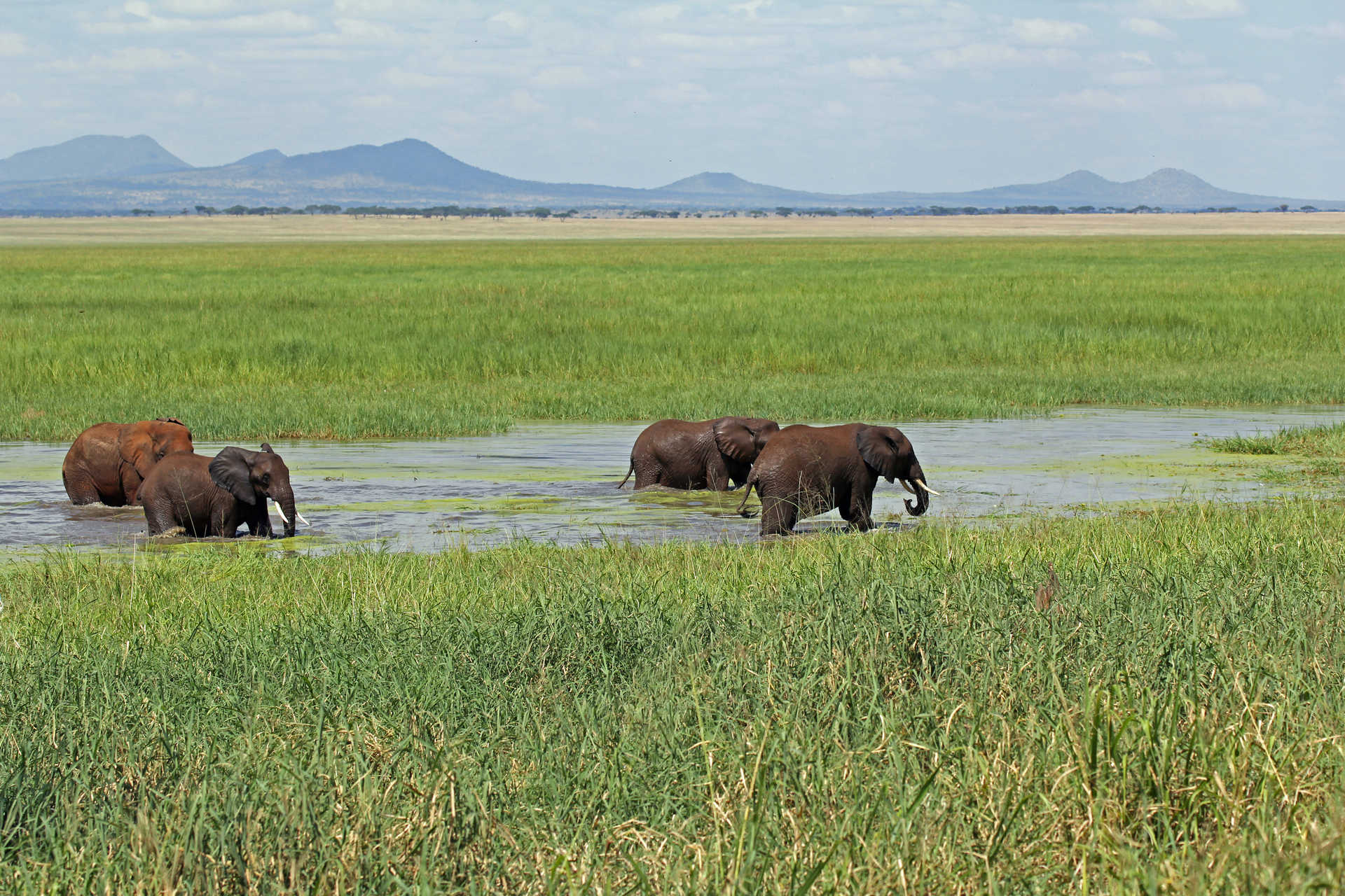 Safari avec éléphants en Tanzanie dans le parc de Tarangire