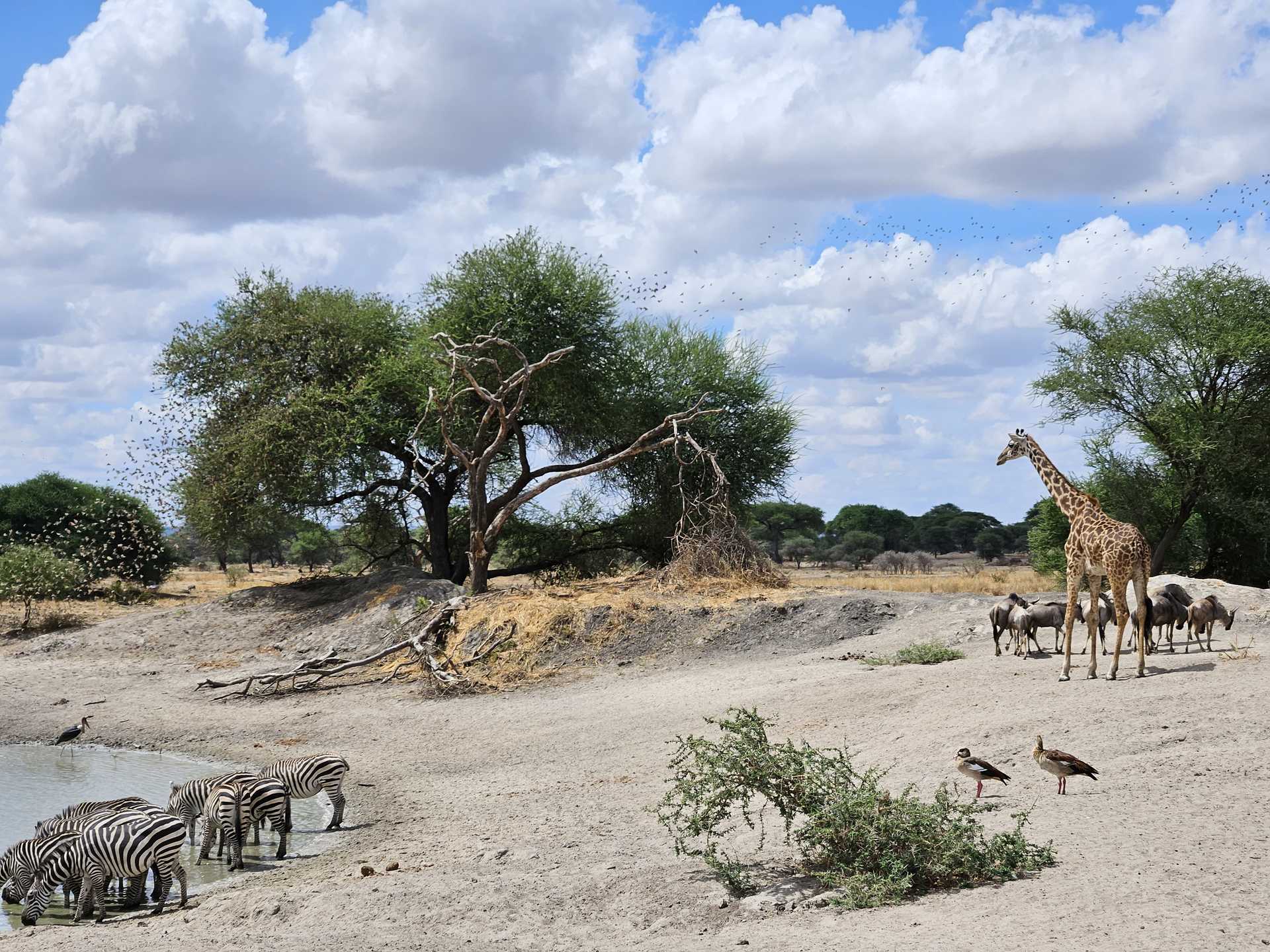 Safari dans le parc de Tarangire par Lidia Resta © Resta Lidia Safari dans le parc de Tarangire