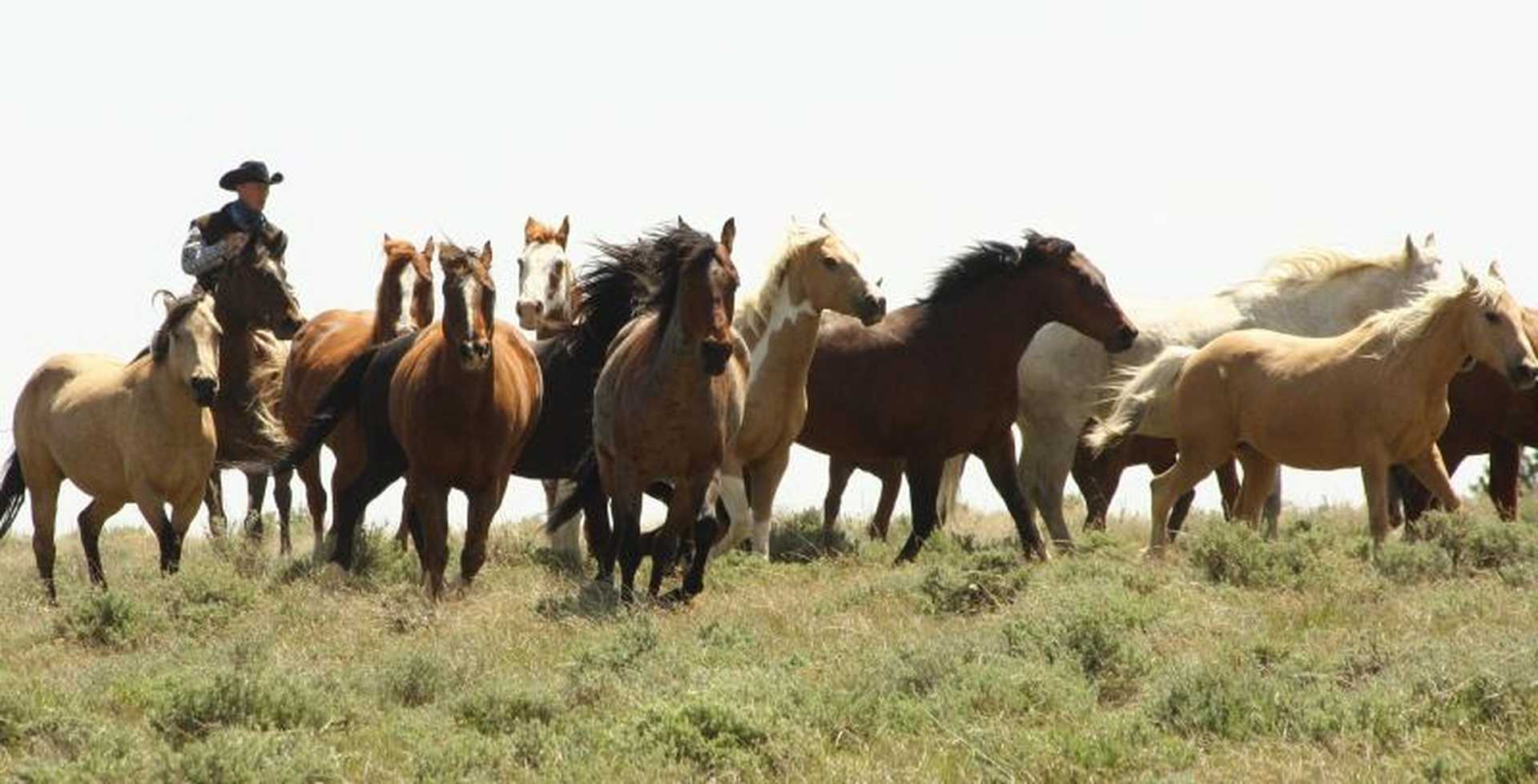 Séjour à cheval en ranch au Wyoming