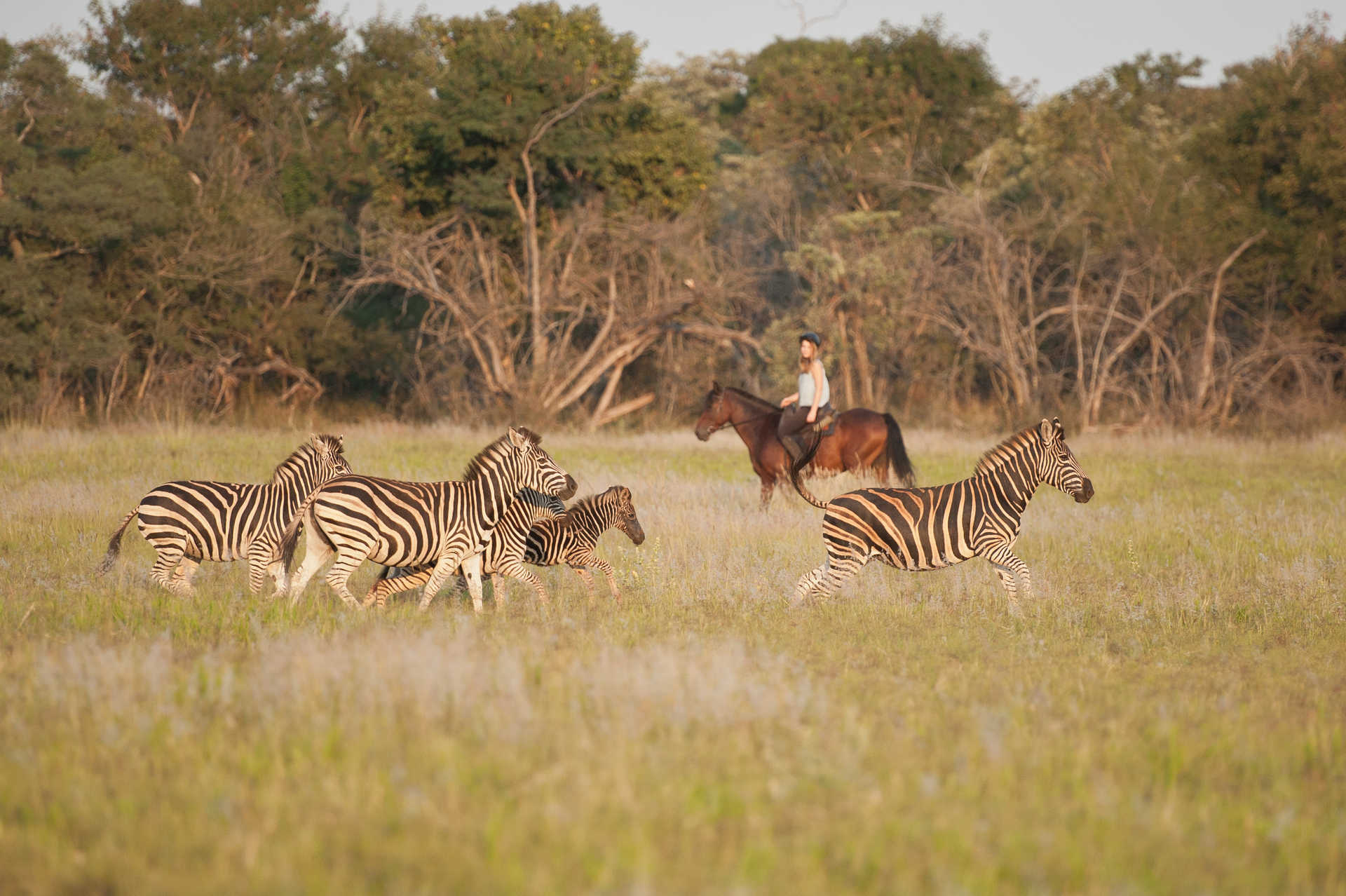 Séjour équestre et safari à cheval en Afrique du Sud