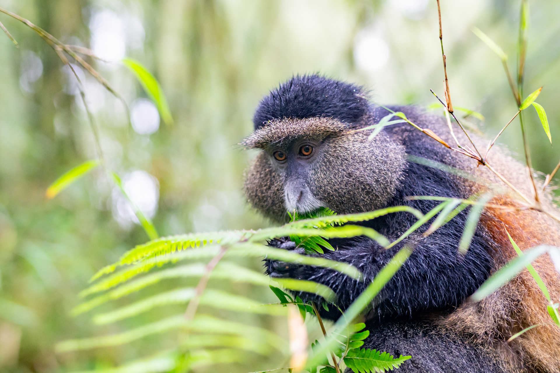 Singe dans le parc national des volcans au Rwanda
