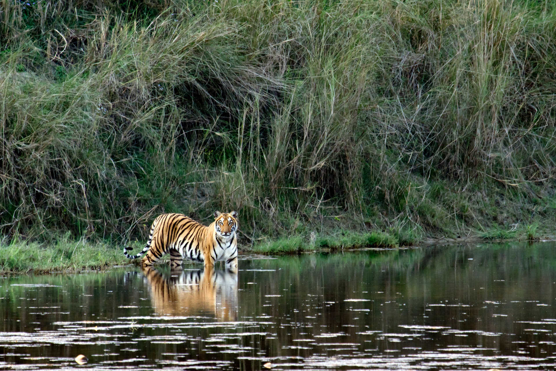 Tigre du Bengale Nepal