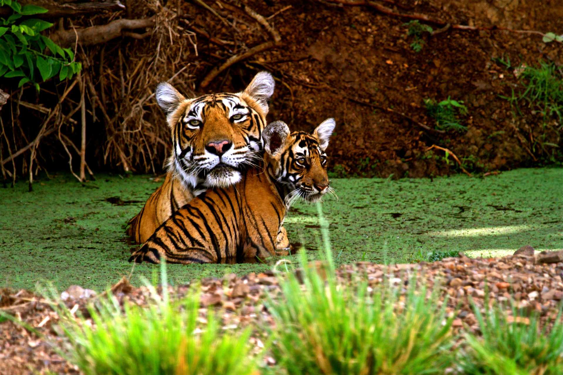 Tigres dans le Parc National de Bandhavgarh