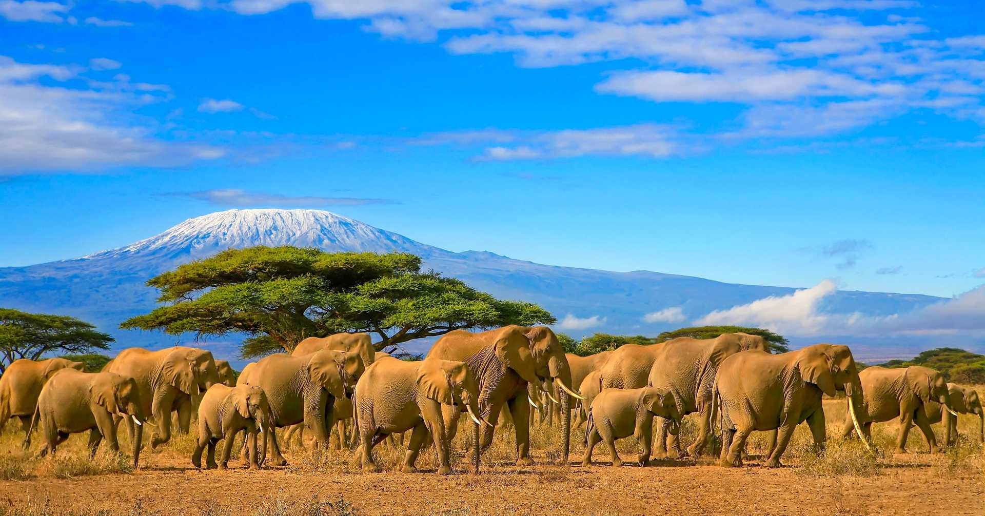 Troupeau d'éléphants d'Afrique lors d'un safari au Kenya avec le Kilimandjaro enneigé en Tanzanie en arrière plan