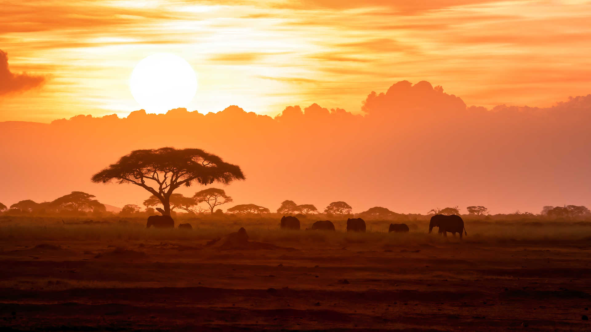 Troupeau d'éléphants du Kenya dans le parc national d Amboseli au coucher du soleil