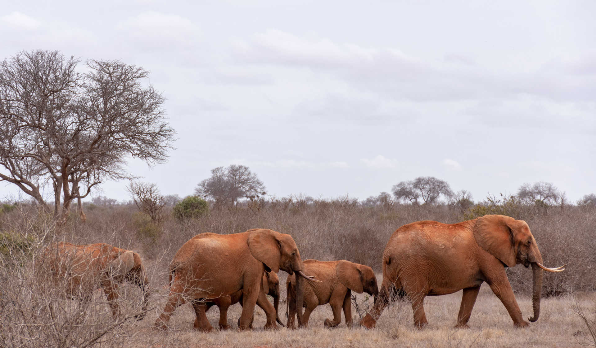 Troupeau d'éléphants observé lors d'un safari au Kenya