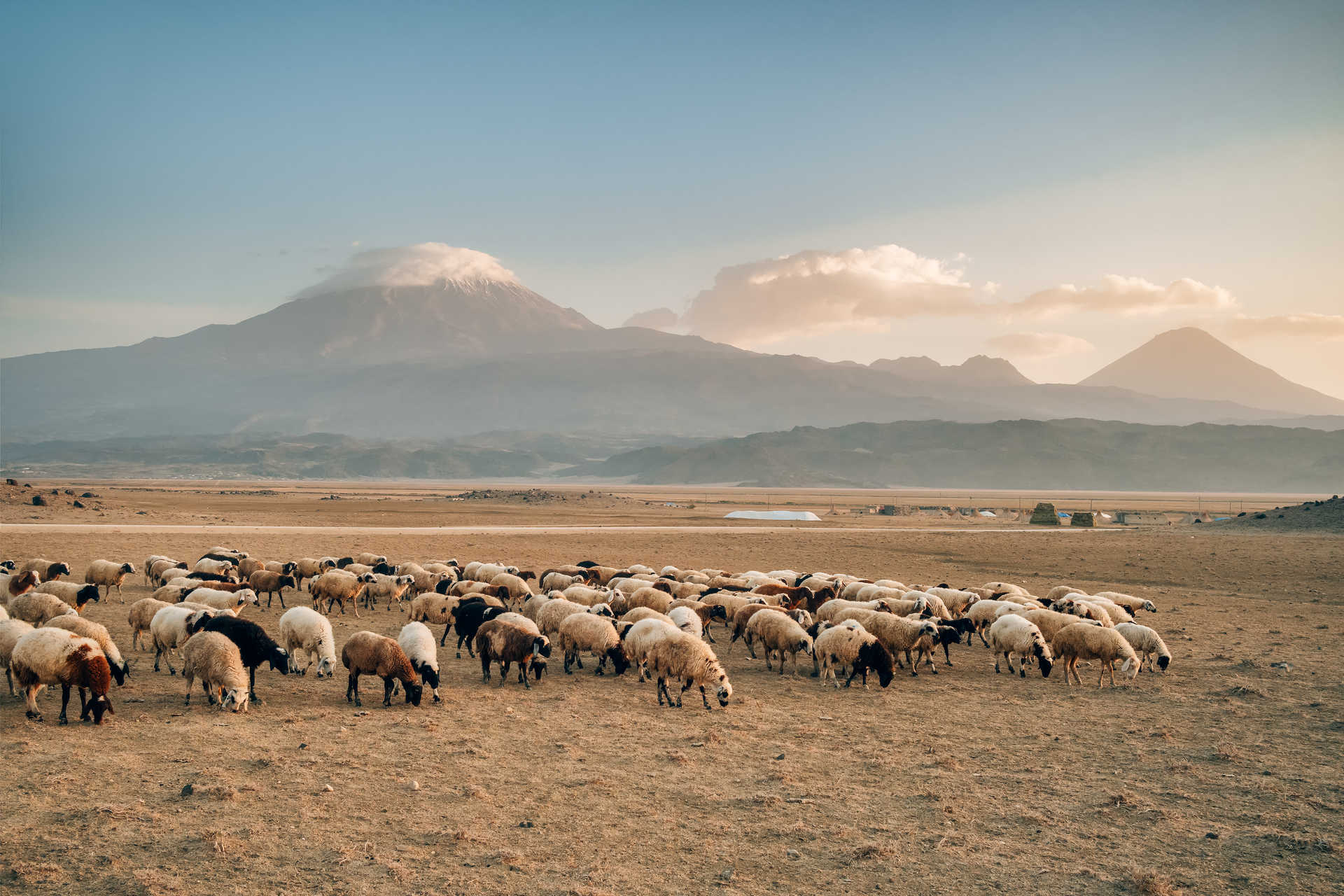 Turquie Ararat troupeau de moutons