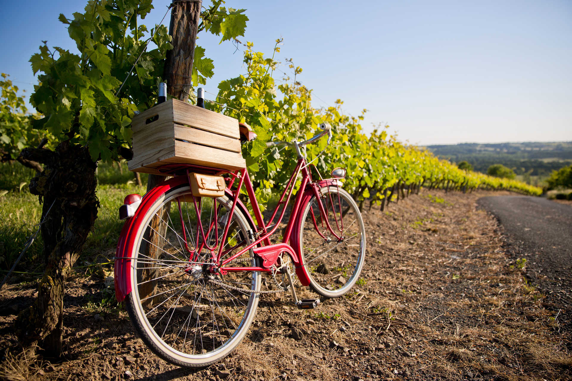 Vélo appuyé contre des vignes