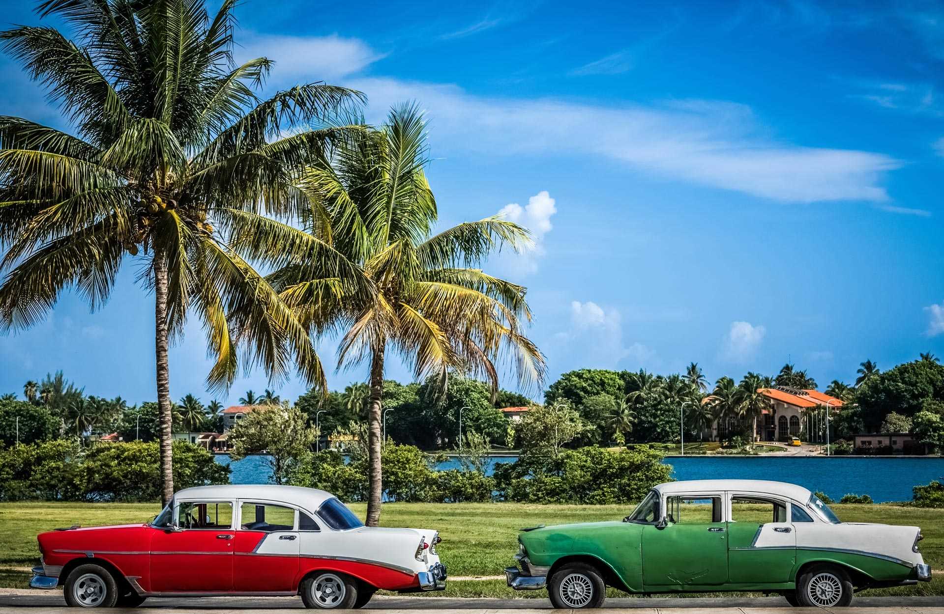 Vieilles voitures américaines garées sous les palmiers, à Cuba