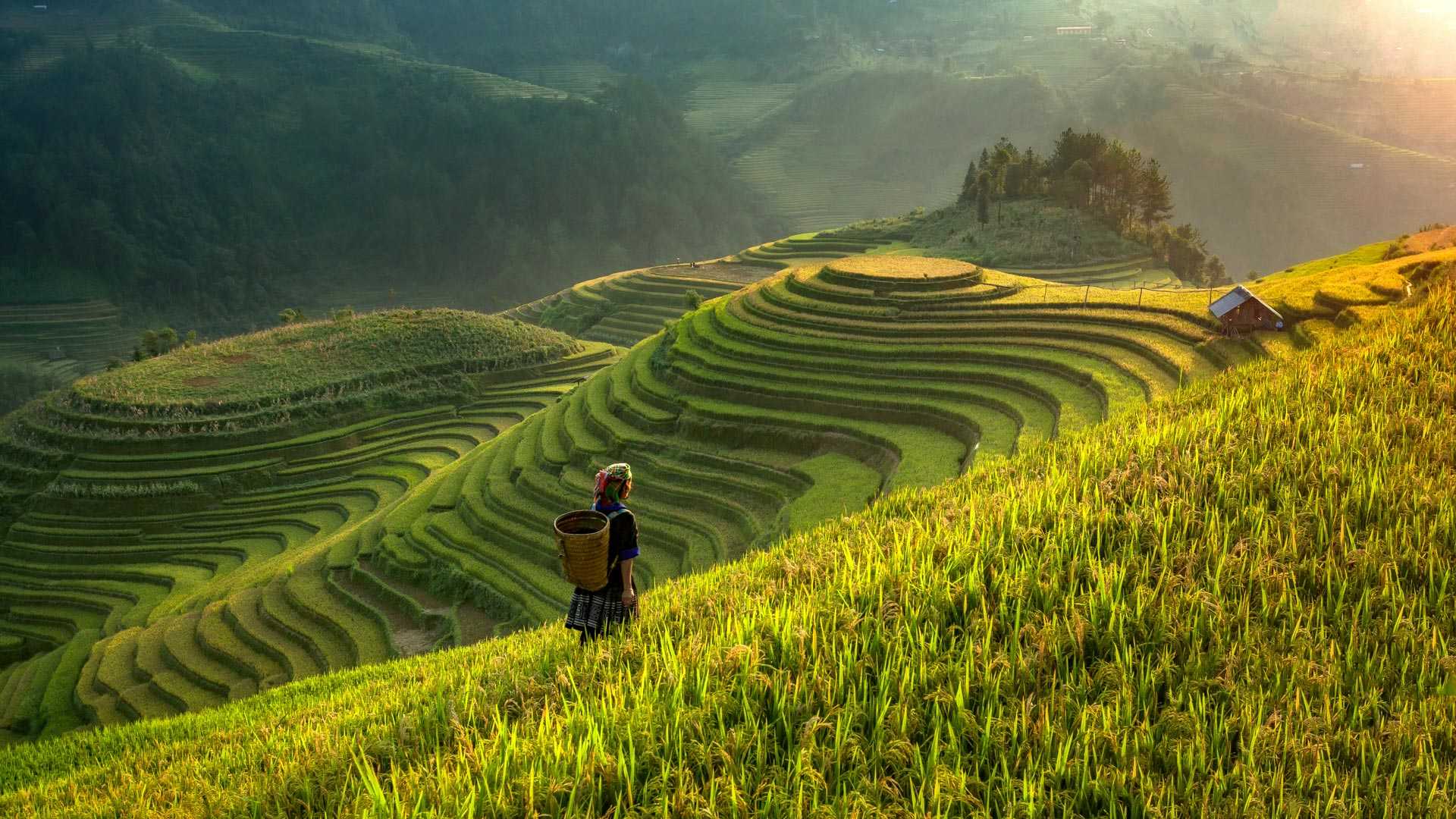 Vietnamienne dans le rizières de Sapa, au Vietnam