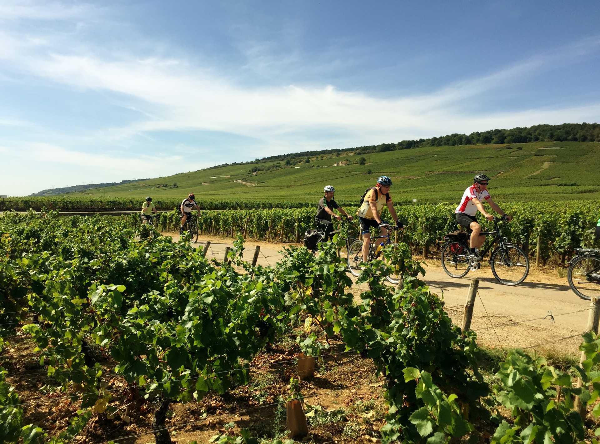 Cyclistes dans les vignes en bourgogne sud