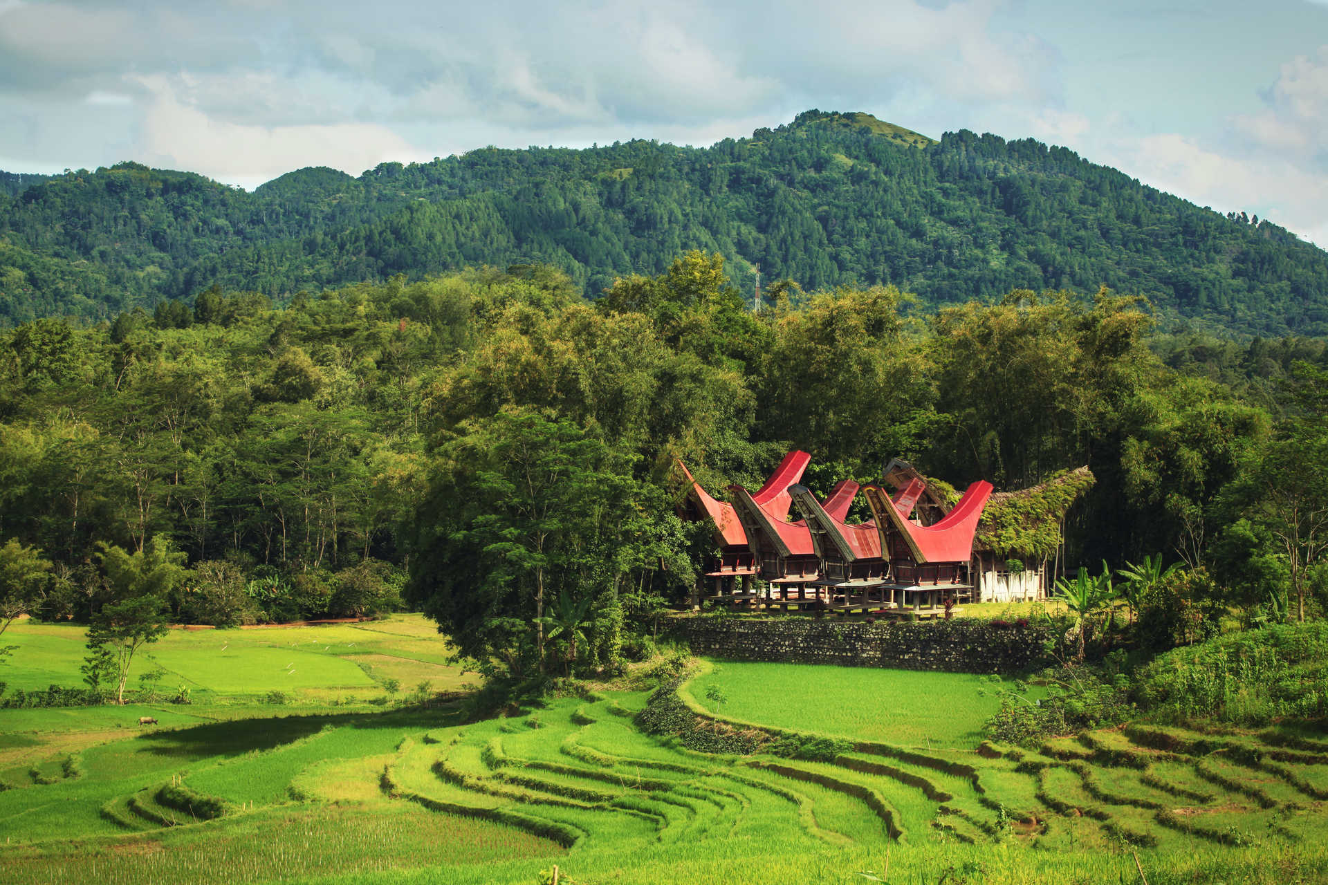 Villages traditionnels à Toraja, Sulawesi en Indonésie