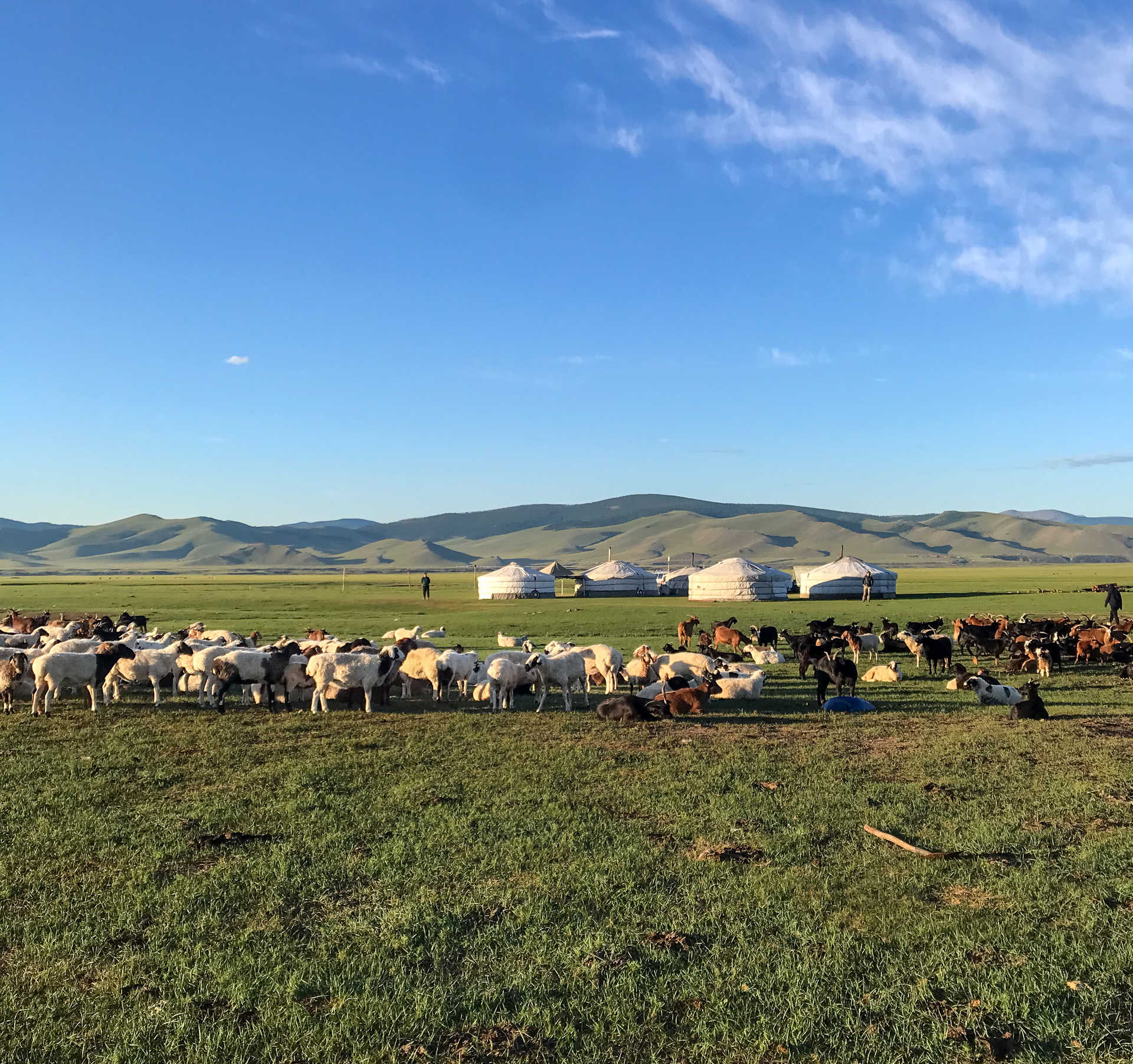 Vue sur le troupeau d'une famille nomades dans les steppes en Mongolie