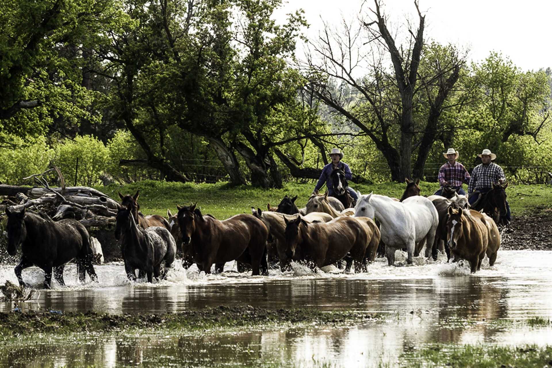 Wyoming en ranch de travail, mener un troupeau de chevaux - © CHEVAL D'AVENTURE Wyoming en ranch de travail