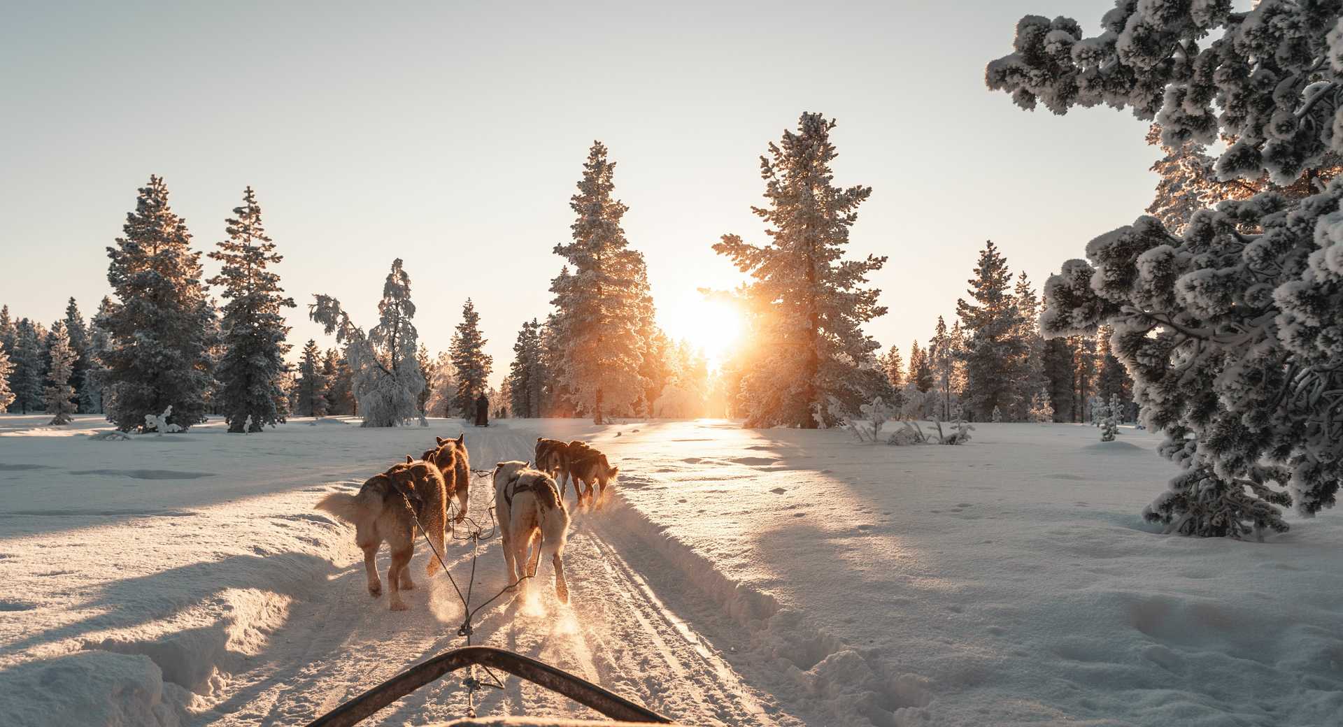 Activité de safari avec des huskys en Laponie, Finlande, en hiver