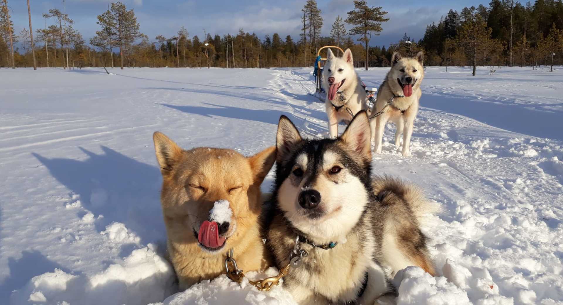 Alaskan huskies en Finlande - © Devouassoux Maud Alaskan huskies en Finlande