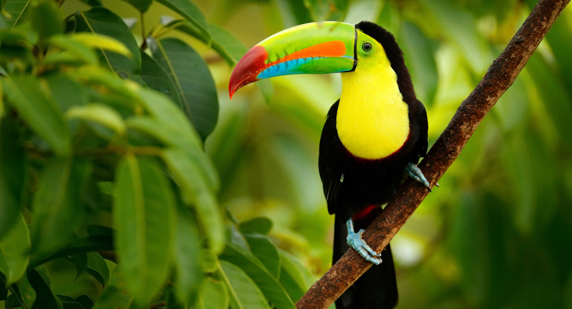Trek - Grandeur nature ! - Voyage Costa Rica
