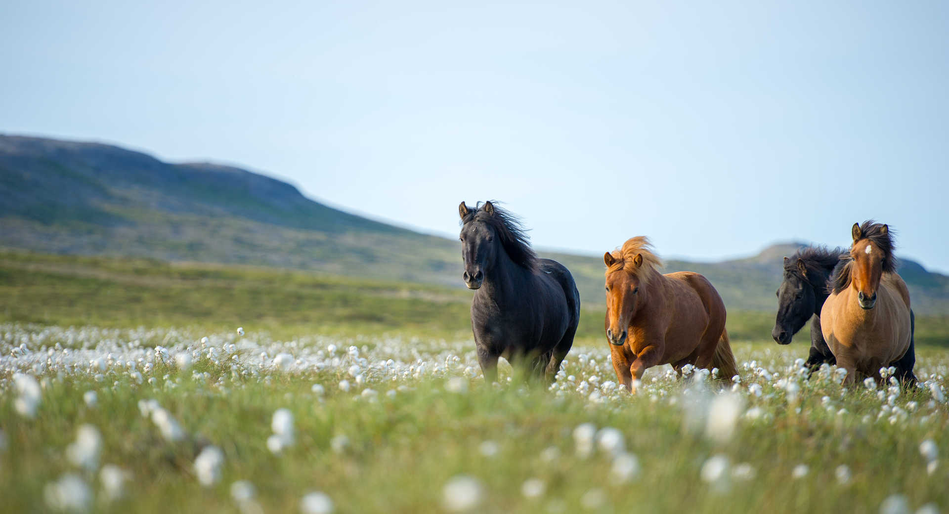 Le meilleur de l'Islande sauvage, glaciers, hautes terres et volcans - Voyage Islande